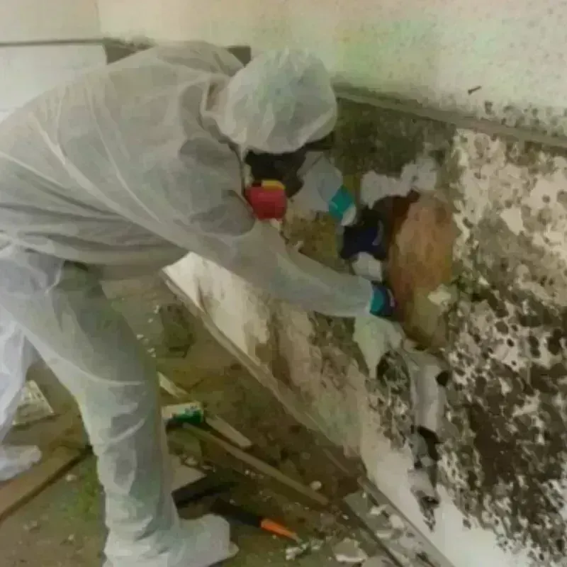 Mold Remediation and Removal in Orange County, FL